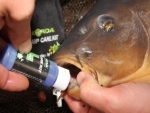 Korda Carp Care Kit