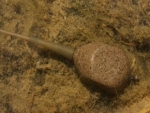 Korda Square Pear Inline Blei 4oz 120g