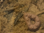 Korda Big Grippa Swivel Lead 3oz 84g